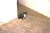 pogl-faro_gato1.jpg